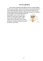 Referāts 'Endokrīnā sistēma', 12.