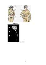 Referāts 'Endokrīnā sistēma', 20.