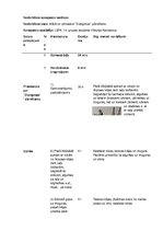 Konspekts 'Akrobātikas nodarbības konspekts', 1.