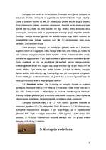 Referāts 'Kartupeļi', 4.