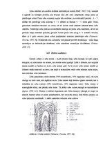 Referāts 'Zobu veselības izpēte Madonā', 7.