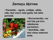 Prezentācija 'Zemeņu audzēšana', 4.