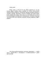 Referāts 'Bišu stropu ražošana', 6.