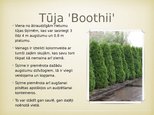Prezentācija 'Tūjas', 5.