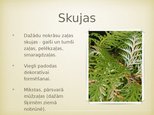 Prezentācija 'Tūjas', 12.