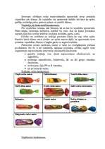 Referāts 'SIA "Fazer maiznīcas" konkurences analīze', 5.