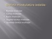 Prezentācija 'Muskulatūras attīstīšana', 6.