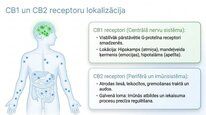 Prezentācija 'Endokanabinoīdi', 7.