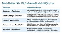 Prezentācija 'Endokanabinoīdi', 12.