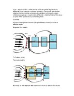 Konspekts 'Kognitīvā psiholoģija', 14.