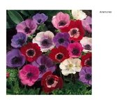 Prezentācija 'Eksāmena darbs dabas metodikā', 3.