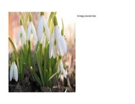 Prezentācija 'Eksāmena darbs dabas metodikā', 4.