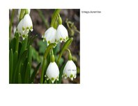 Prezentācija 'Eksāmena darbs dabas metodikā', 5.