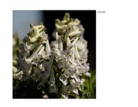 Prezentācija 'Eksāmena darbs dabas metodikā', 6.