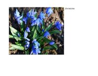 Prezentācija 'Eksāmena darbs dabas metodikā', 7.