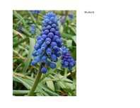 Prezentācija 'Eksāmena darbs dabas metodikā', 8.