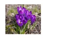 Prezentācija 'Eksāmena darbs dabas metodikā', 9.