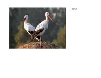 Prezentācija 'Eksāmena darbs dabas metodikā', 10.