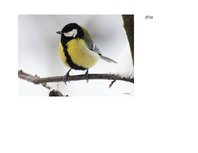 Prezentācija 'Eksāmena darbs dabas metodikā', 11.