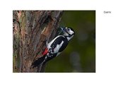 Prezentācija 'Eksāmena darbs dabas metodikā', 12.