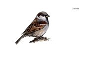 Prezentācija 'Eksāmena darbs dabas metodikā', 13.