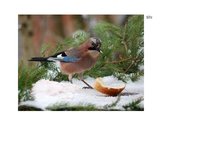 Prezentācija 'Eksāmena darbs dabas metodikā', 15.