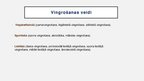 Prezentācija 'Vingrošana', 4.