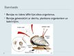 Prezentācija 'Gliemeņu klase', 6.