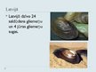 Prezentācija 'Gliemeņu klase', 10.