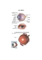 Konspekts 'Acs un redze', 2.