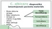 Prezentācija 'Candida albicans mikrobioloģiskās diagnostikas principi', 4.