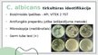 Prezentācija 'Candida albicans mikrobioloģiskās diagnostikas principi', 10.