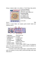 Referāts 'Akustiskās sistēmas', 7.