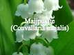 Prezentācija 'Maijpuķīte (convallaria majalis)', 1.