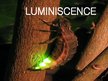 Prezentācija 'Luminiscence', 1.