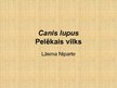 Prezentācija 'Canis lupus, pelēkais vilks', 1.