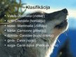 Prezentācija 'Canis lupus, pelēkais vilks', 2.