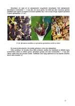 Referāts 'Dāliju audzēšanas bioloģiski saimnieciskais raksturojums', 17.