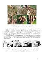 Referāts 'Dāliju audzēšanas bioloģiski saimnieciskais raksturojums', 20.