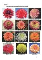 Referāts 'Dāliju audzēšanas bioloģiski saimnieciskais raksturojums', 28.