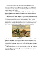 Prezentācija 'Aizvēsture', 2.