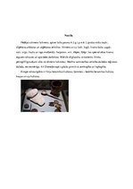 Prezentācija 'Aizvēsture', 3.