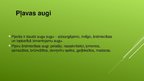 Prezentācija 'Ekosistēma - pļava', 6.