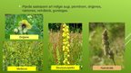 Prezentācija 'Ekosistēma - pļava', 8.