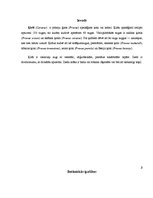 Konspekts 'Ķirši', 3.