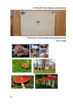 Prakses atskaite 'Bērna runas attīstības un valodas apguves izpēte pirmsskolas vecumā', 40.