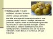 Prezentācija 'Augļu un ogu konservi', 6.