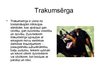 Prezentācija 'Trakumsērga', 2.