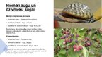 Prezentācija 'Raksturo Latvijas invazīvo augu un dzīvnieku sugu ietekmi uz vietējo ekosistēmu', 4.