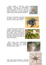 Referāts 'Zirnekļveidīgie', 2.